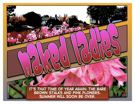 Naked Ladies: the Lily